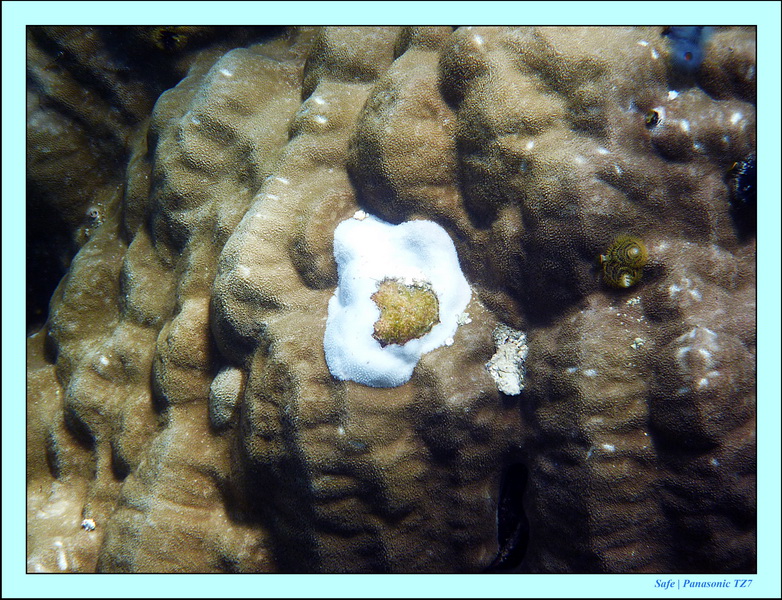 2011 - 03 - Koh Rok 24